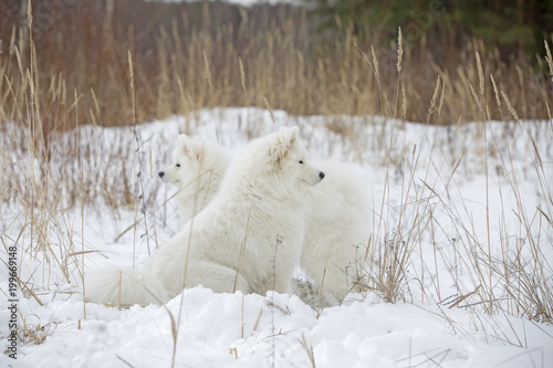 Two Samoyed husky sitting in the snow.