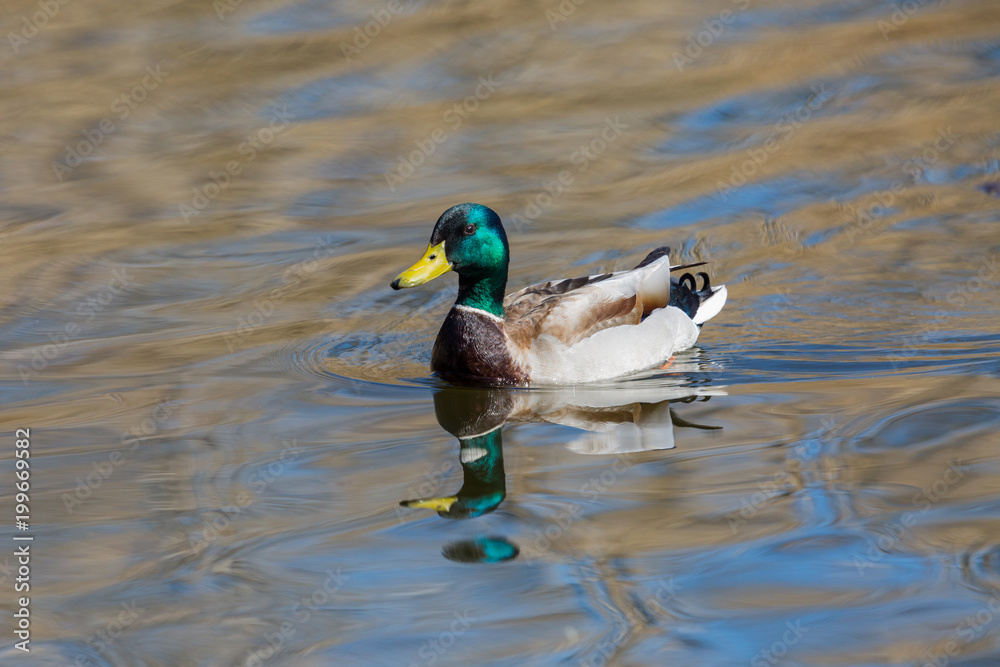 swimming male mallard duck (anas platyrhynchos), water, reflections swimming male mallard duck (anas platyrhynchos), water, reflections