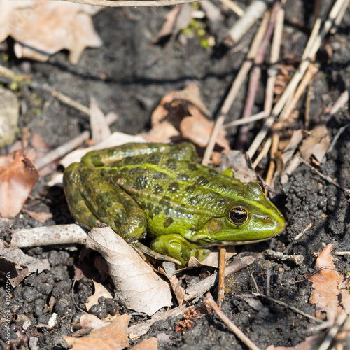 portrait of green frog (rana esculenta) sitting on natural ground