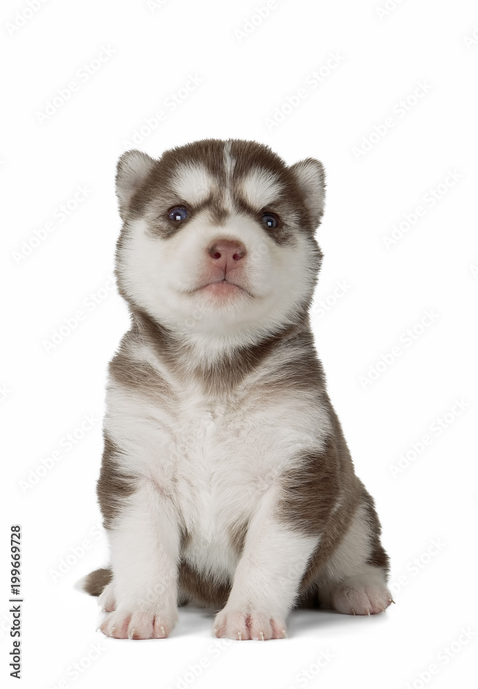 puppy Siberian husky isolated on white background