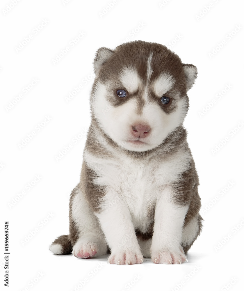 puppy Siberian husky isolated on white background