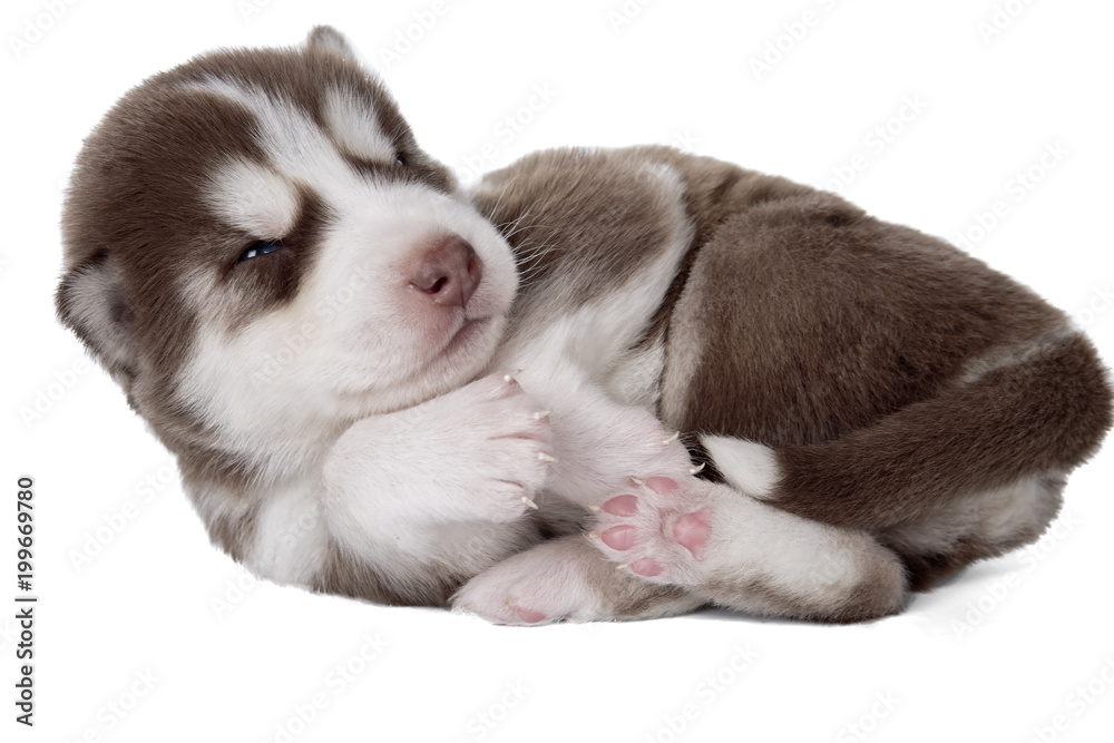 puppy Siberian husky isolated on white background