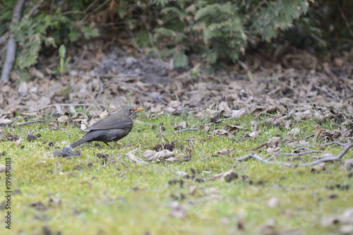 Blackbird on the grass