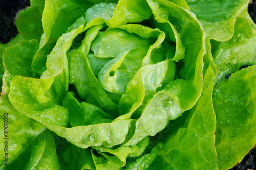 The Benefits of Growing Your Own Butter Lettuce