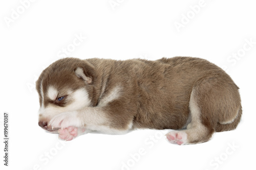 puppy Siberian husky isolated on white background © vivienstock