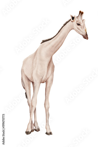  illustration girafe blanc-photo-illustration-fond blanc