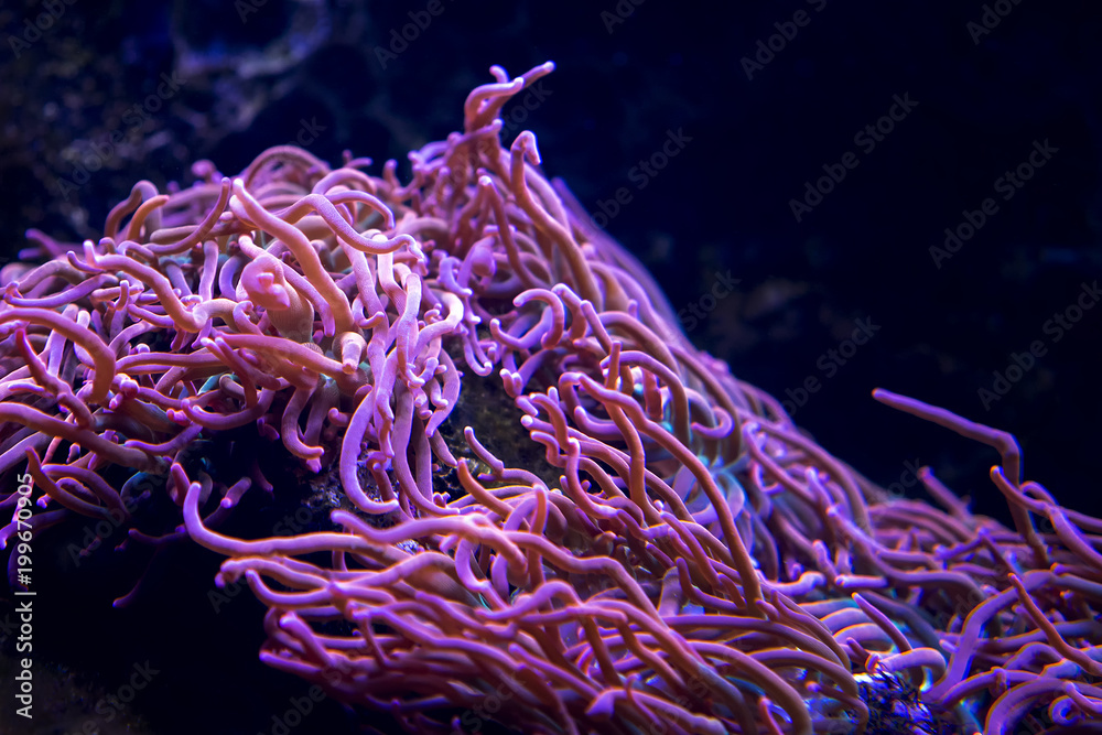 Pink anemone swaying in the water. Pink anemone swaying in the water.