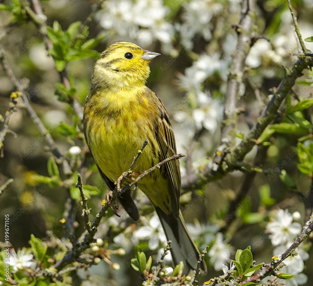 Obraz premium Yellowhammer
