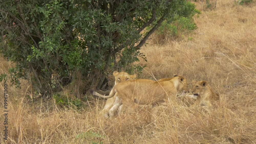 Lioness and young lions resting Lioness and young lions resting