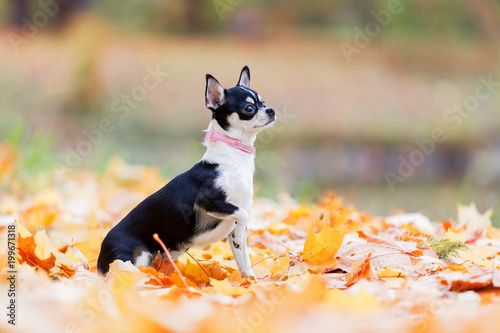 dog breed Chihuahua in autumn Park