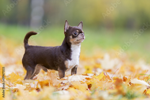 dog breed Chihuahua in autumn Park © vivienstock