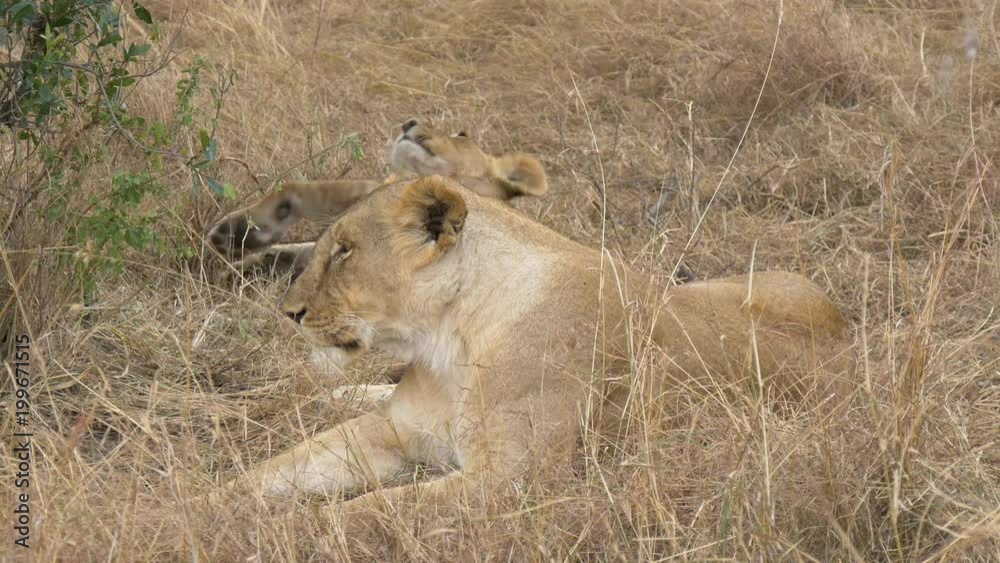Lionesses resting in the grass Lionesses resting in the grass