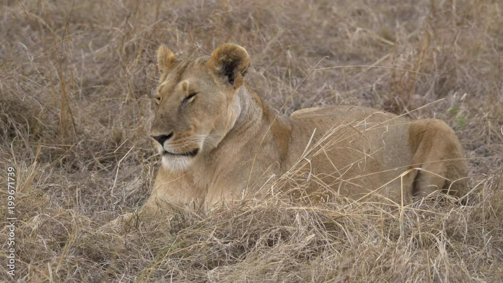 African lioness resting in dry grass African lioness resting in dry grass