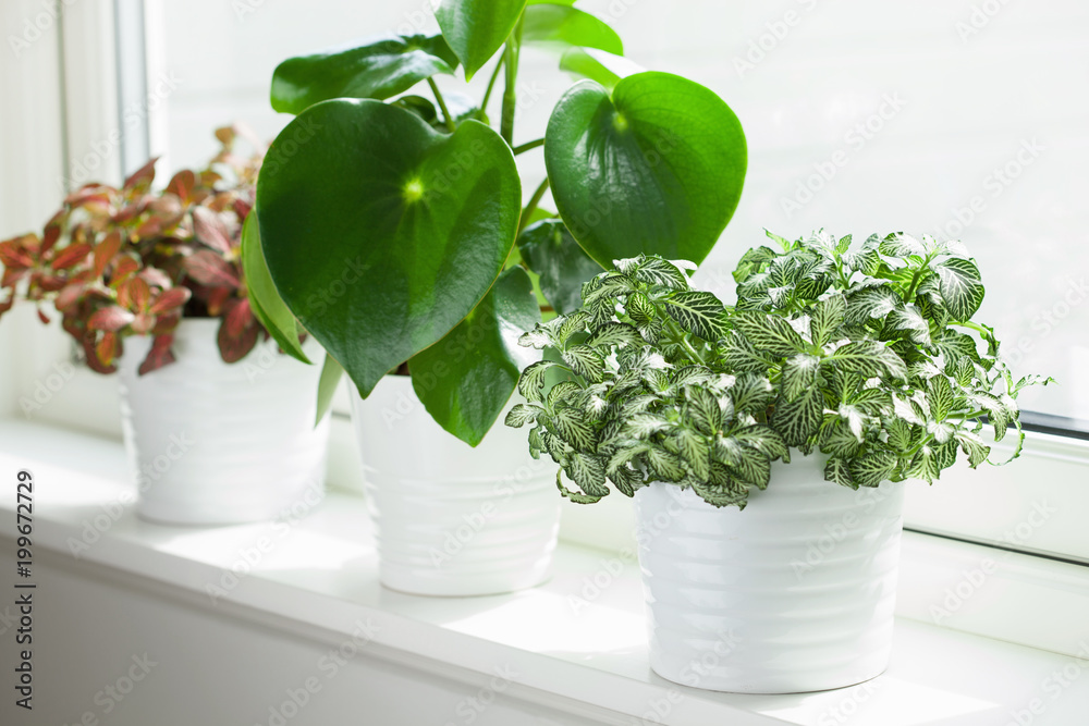 houseplants fittonia albivenis and peperomia in white flowerpots houseplants fittonia albivenis and peperomia in white flowerpots