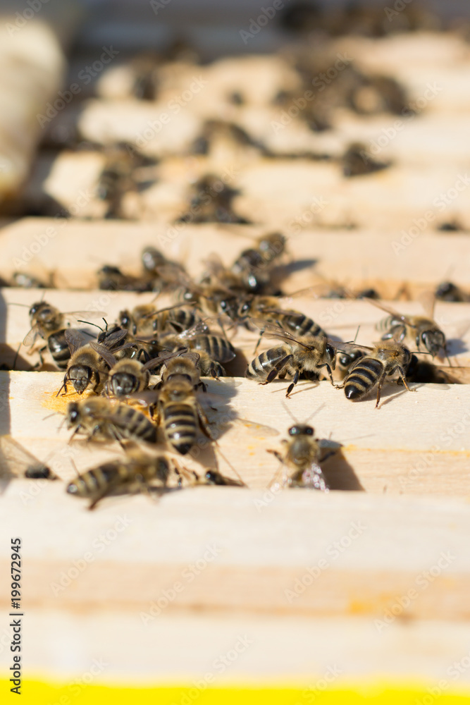 Obraz premium Opened beehive for examing on summer