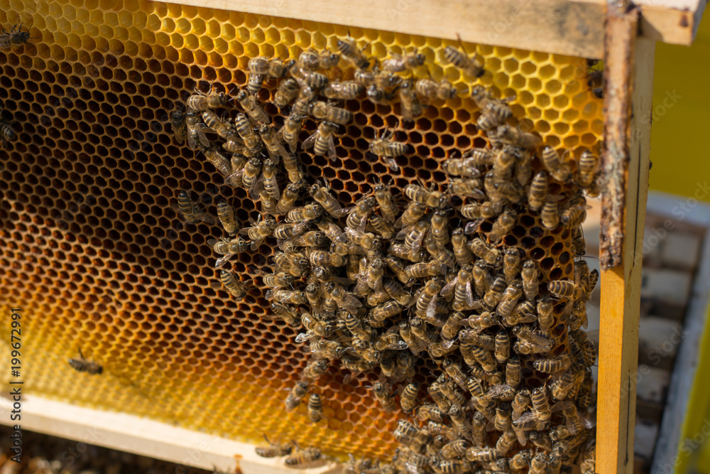 A beekeeper moves frames around inside the bee box A beekeeper moves frames around inside the bee box