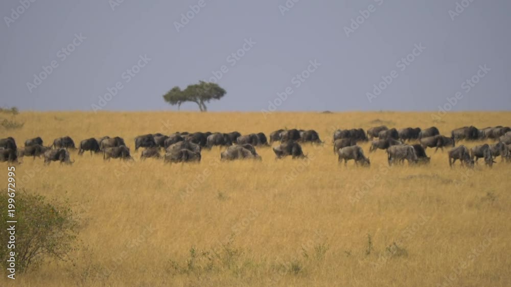 Wildebeests grazing on dry plains Wildebeests grazing on dry plains