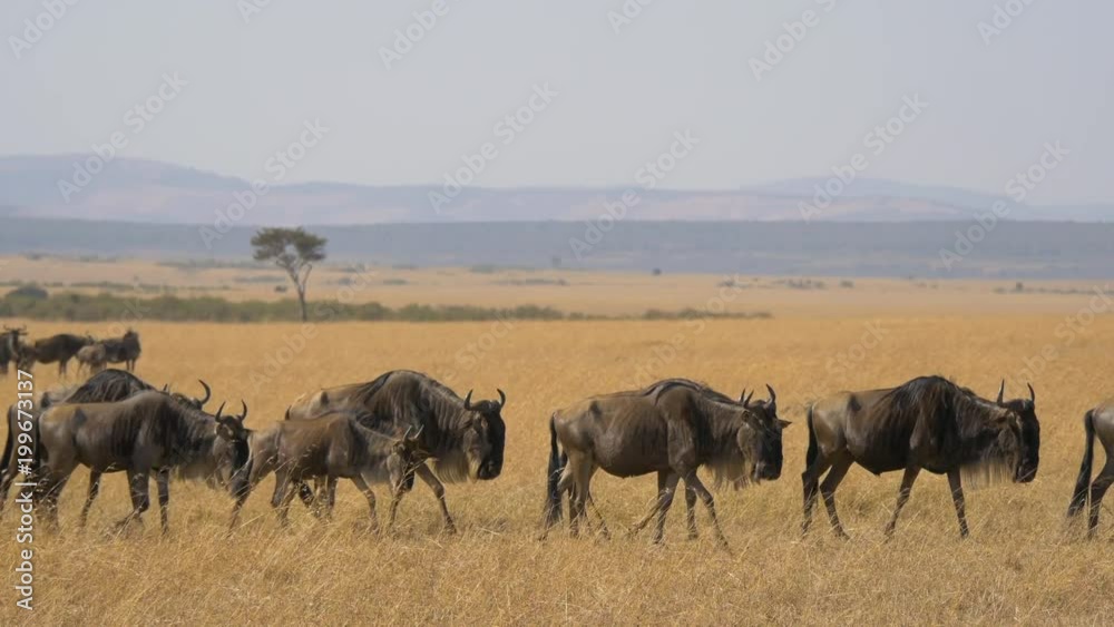 Herd of wildebeests walking on dry plains Herd of wildebeests walking on dry plains