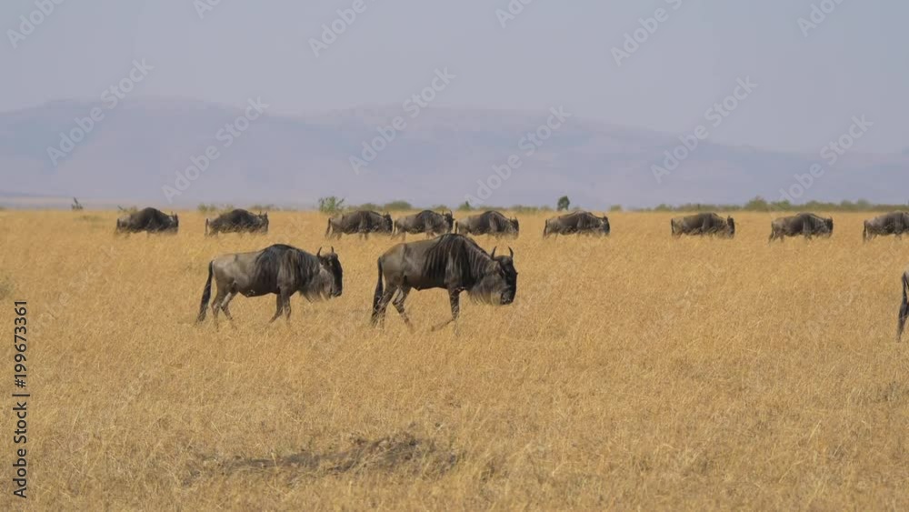 Herd of gnus walking Herd of gnus walking