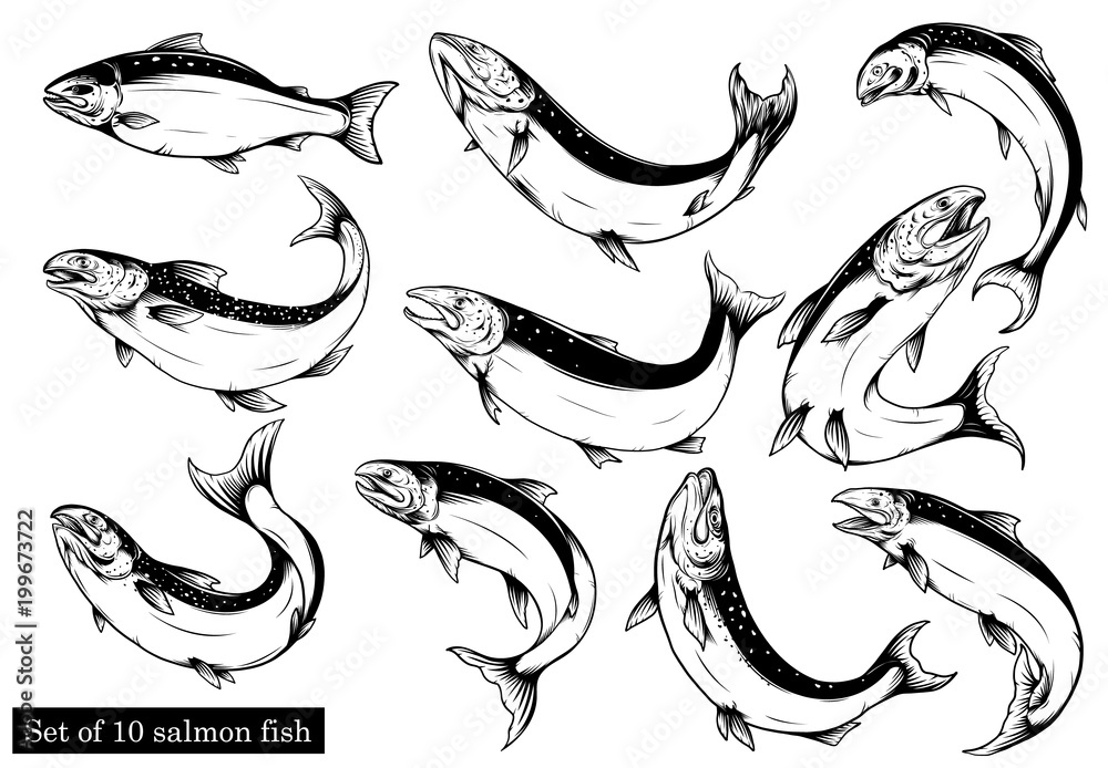 Naklejka premium Salmon art highly detailed in line art style.salmon fish vector by hand drawing.Fish tattoo on white background.Black and white fish vector on white background.Salmon fish sketch for coloring book.
