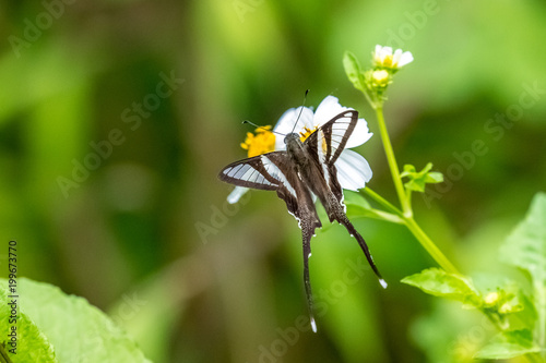White Dragontail (Lamproptera curius) drinking on plant photo