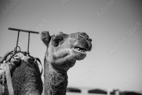 Camello en el Desierto del Sahara photo