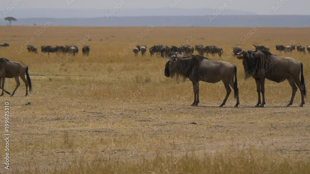Wildebeests in the wilderness Wildebeests in the wilderness