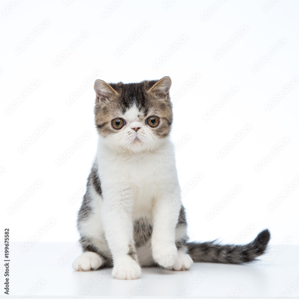 Cute exotic shorthair kitten on white studio background Cute exotic shorthair kitten on white studio background