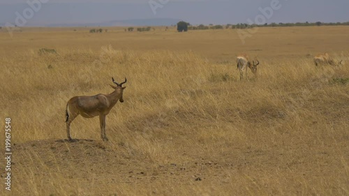 Coke's hartebeests in Masai Mara photo