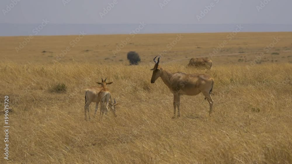 Adult and young Coke's hartebeest in Masai Mara Adult and young Coke's hartebeest in Masai Mara