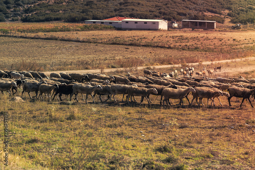 Fototapeta Naklejka Na Ścianę i Meble -  Sheeps on the road in mountain at sunset of Greece. National park of Pindus mountain