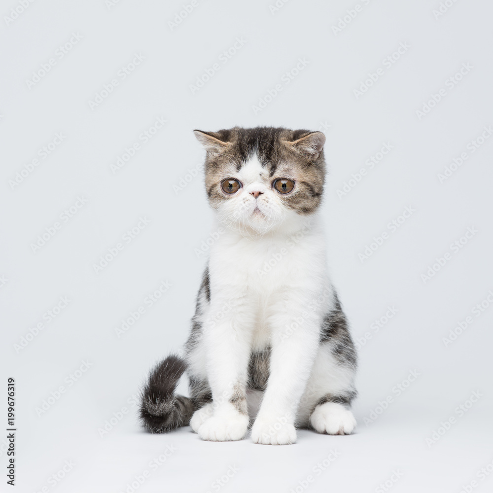 Cute exotic shorthair kitten on gray studio background Cute exotic shorthair kitten on gray studio background