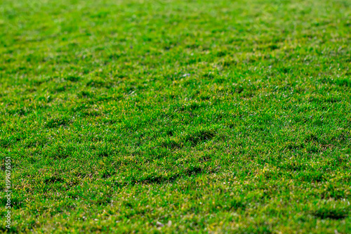 Green grass background texture. Golf or football field.Selective focus