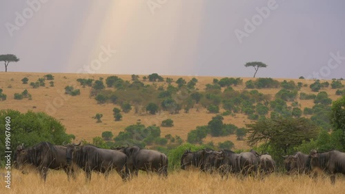 Gnus in the wilderness photo