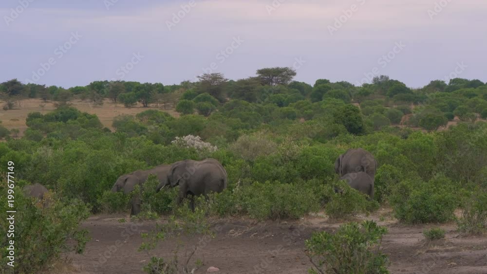 Elephants between the bushes in Masai Mara