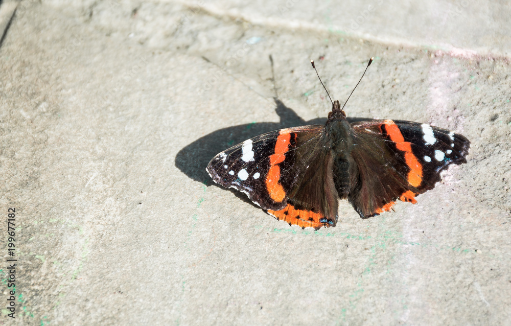 Beatiful Butterfly Wing