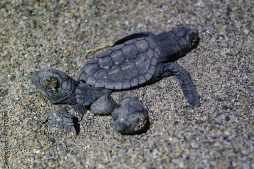 Fototapeta Young sea turtles Caretta Caretta (Loggerhead), at night leave, exit from the nest