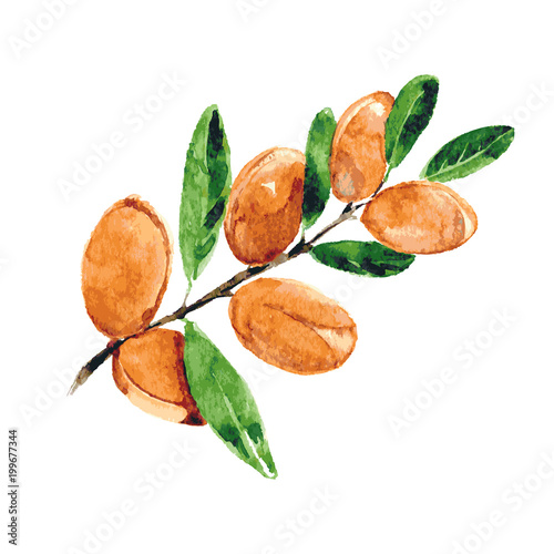 Branch of argan. Watercolor. Isolated.