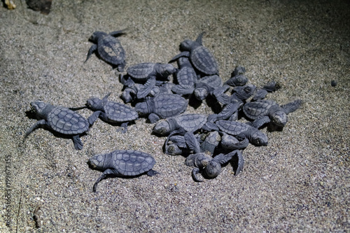 Valokuva Young sea turtles Caretta Caretta (Loggerhead), at night leave, exit from the nest