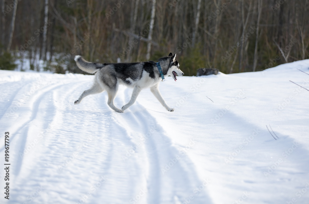 Siberian husky in winter Park Siberian husky in winter Park
