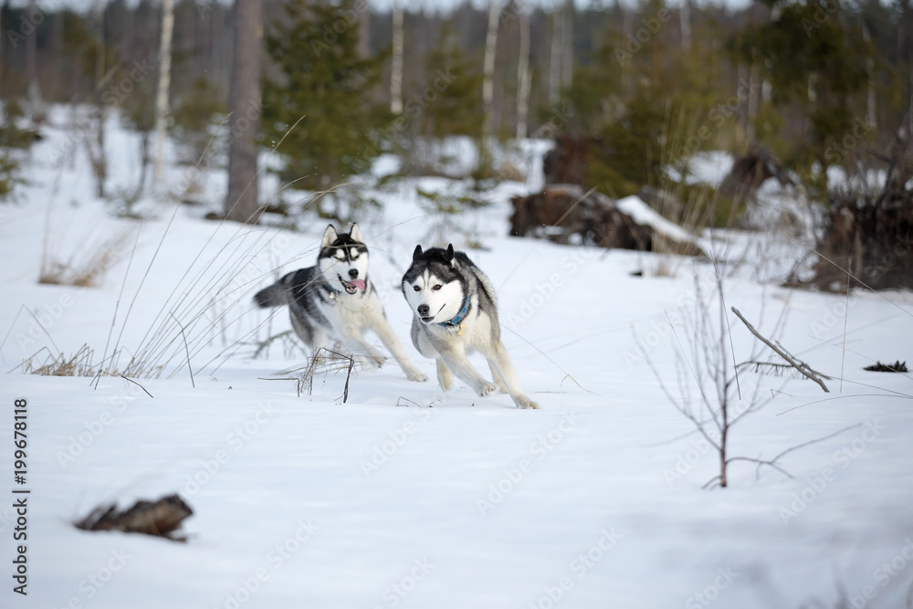 Siberian husky in winter Park