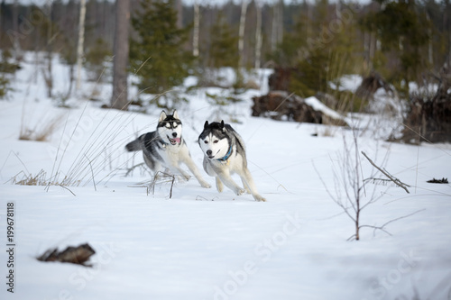 Siberian husky in winter Park © vivienstock
