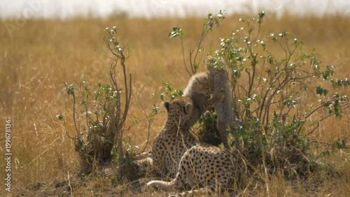 Cubs playing next to a cheetah lying in the bushes