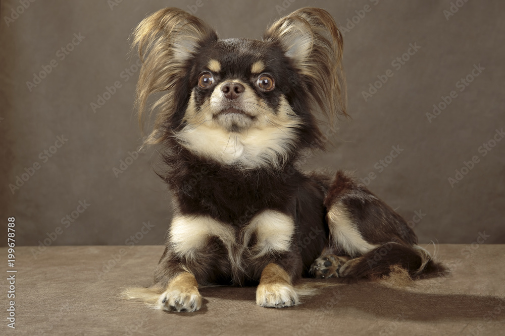 Obraz premium Chihuahua on brown background