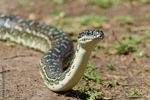 Australian Snake - Diamond Python (Morelia Spilota)