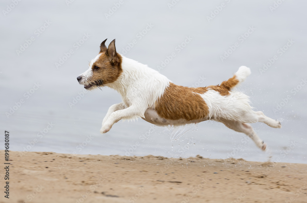 Happy funny terrier dog playing, running and jumping