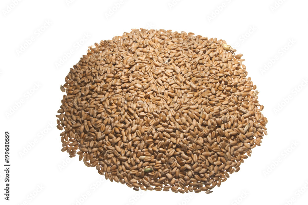 wheat isolated on white background wheat isolated on white background