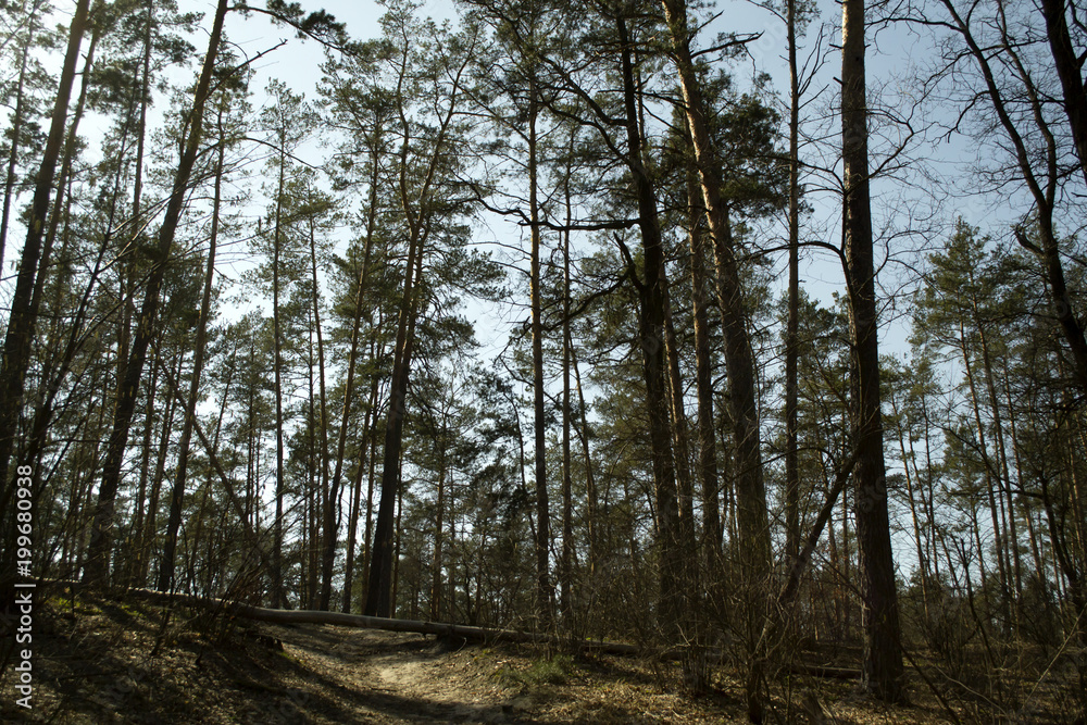 Obraz premium Coniferous forest landscape at spring.