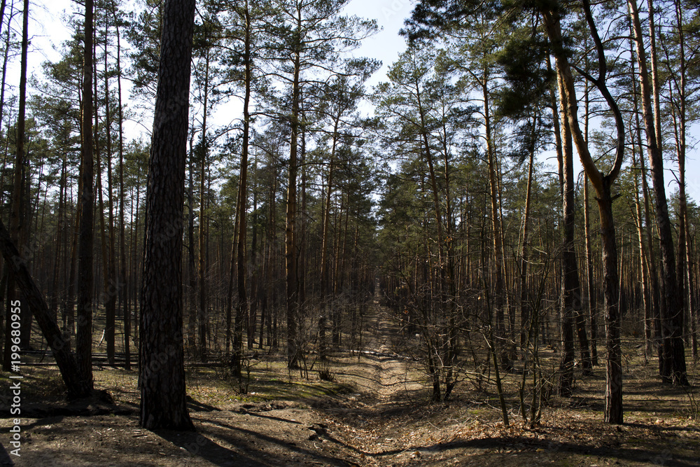 Coniferous forest landscape at spring. Coniferous forest landscape at spring.