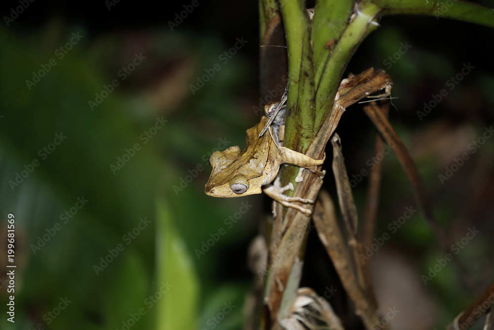 Naklejka premium File eared Tree Frog, photo in Danum valley Borneo